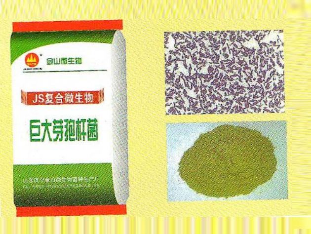 點擊查看詳細信息<br>標題:巨大芽孢桿菌 閱讀次數(shù):2796